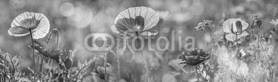 summer meadow with red poppies