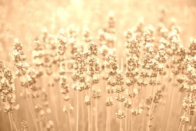Meadow of lavender. Nature composition. Selective focus