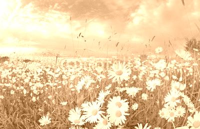 many chamomile flowers over blue sky