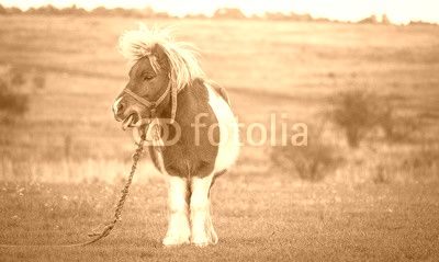 Disagreement, picture of a pony showing disagreement