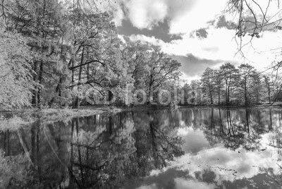autunm trees
