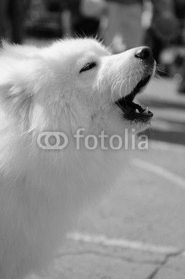dog Samoyed husky
