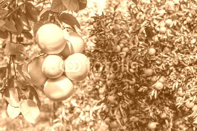 ripe pomelo and mandarines