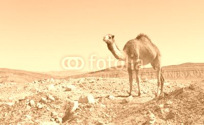 camel in the Negev desert
