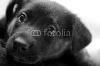 Puppy