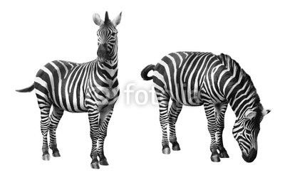 Zebra isolated on white background