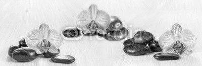 Horizontal panorama with pink orchids and zen stones on a wooden