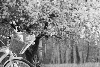 bicycle picnic outdoors/wicker basket with a bouquet of dandelions and retro bottle on the background of the spring landscape
