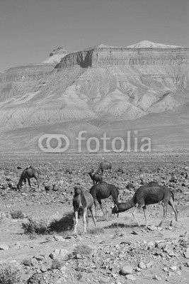 Dromedary at the R108, Morocco