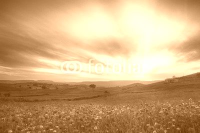 Campo di papaveri al tramonto 