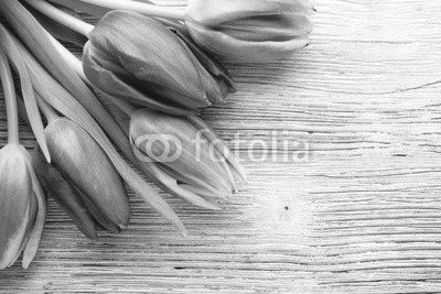 Tulip.