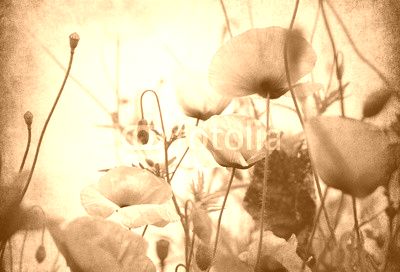 mohnblumen alt papier