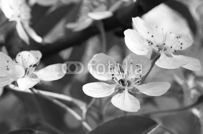 Background from a lot of white flowers on a branch of an apple tree