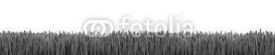Gras Textur als Hintergrund Panorama