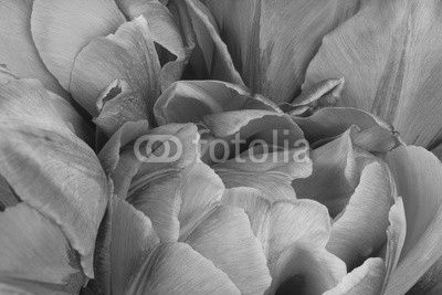tulip