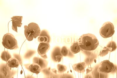Poppy field