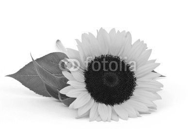 sunflower on white background (Helianthus)