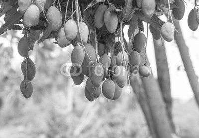 Tree with mango fruits hanging from branches