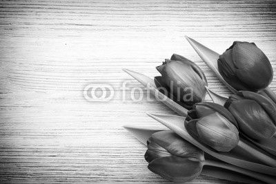 Tulip.