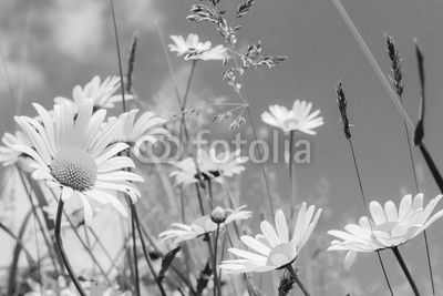daisy flower field