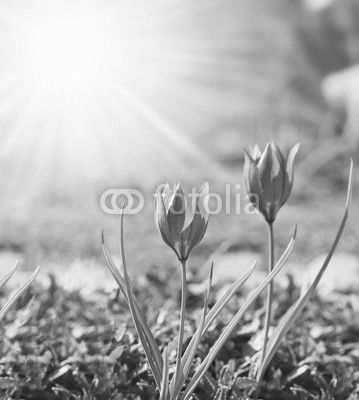 Spring background with tulips, lit by the sun.