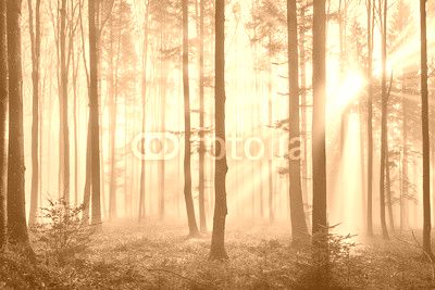 Sun rays through the foggy forrest