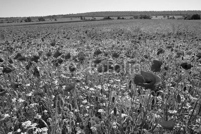 Wiese mit Mohnblumen und Kamille