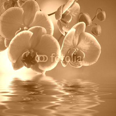 natural floral background, spa concept