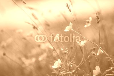 Close up image of vibrant buttercups in wildflower meadow landsc
