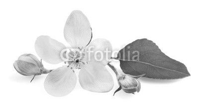 Apple Flowers