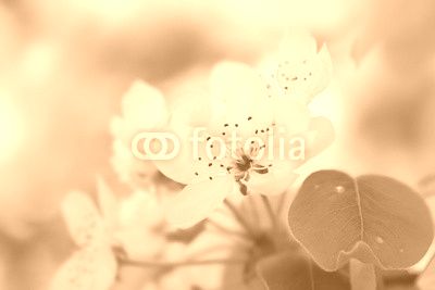 White flowers blooming. Nature background.