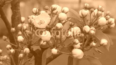 Flowers Of Apple Tree.