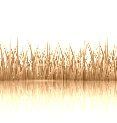 Green grass lawn with reflection on white. Floral nature spring