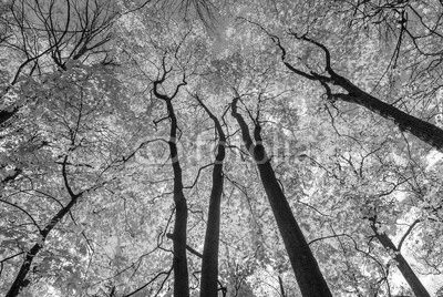 autunm trees