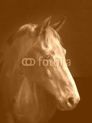 Horse Headshot