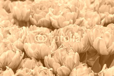 Orange tulips