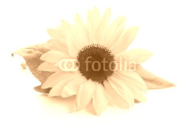 Sunflower with leaves.