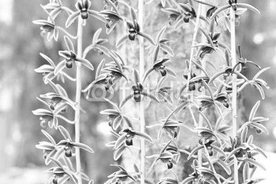 Branch of orchid flowers