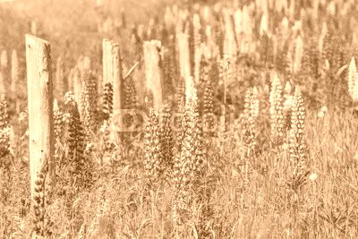 Prince Edward Island Lupins