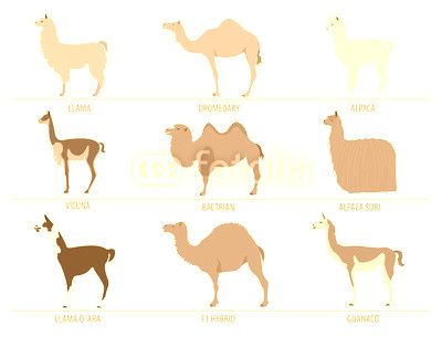 Camel, llama, guanaco, alpaca breeds icon set. Animal farming