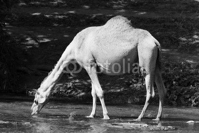 Camel drinks water from a river, Oman