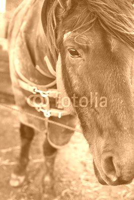 headshot of the horse in winter coat