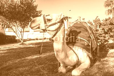 Camel in Egypt