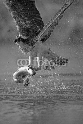 Osprey, Pandion haliaetus