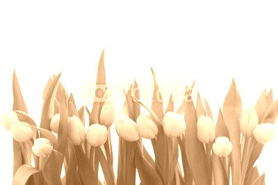 Weiße Tulpen