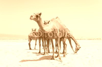 Camels at the beach of Salalah, Dhofar, Sultanate of Oman