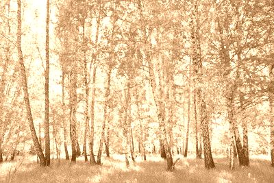 birch forest