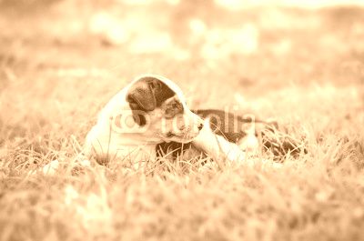 cute Beagle puppy happy over the meadow and sunshine