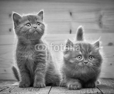 two brown british kittens
