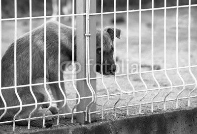 sad puppie behind fence